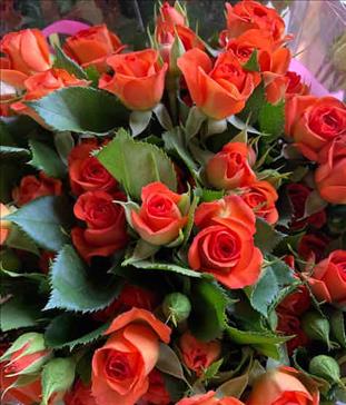 ROSAS SPRAY BABE NARANJA 70/60CM                  