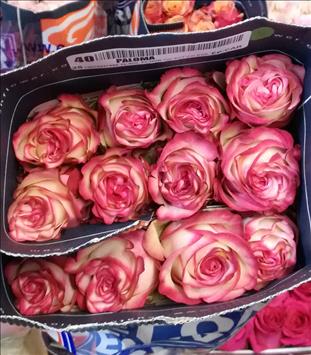 ROSES ECUADOR 40 BICOLOR FUCSIA PALOMA/VINTAGE    