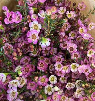 FLOR DE CERA FUCSIA IMP. ABIERTA OLIVIA           