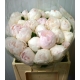 PEONIA BLANCA MME CL TAIN 60/50 IMP  X10          