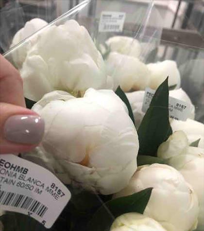 PEONIA BLANCA MME CL TAIN 60/50 IMP  X10          