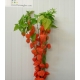 PHYSALIS NARANJA 70 IMPORTACION HOLANDA           