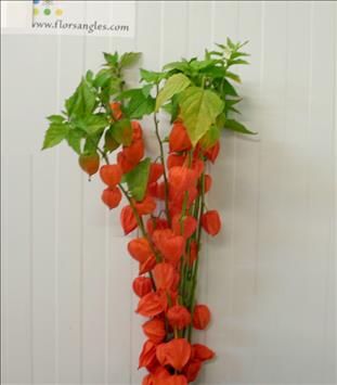 PHYSALIS NARANJA 70 IMPORTACION HOLANDA           