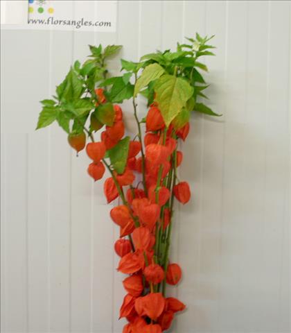 PHYSALIS NARANJA 70 IMPORTACION HOLANDA           