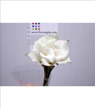 CALA BLANCA CRYSTAL BLUSH 70 IMPORTACION HOLANDA  