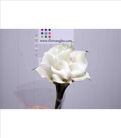 CALA BLANCA CRYSTAL BLUSH 70 IMPORTACION HOLANDA  