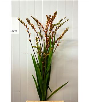 CROCOSMIA NARANJA CHASMANTE CON BAYA IMPORTACION  