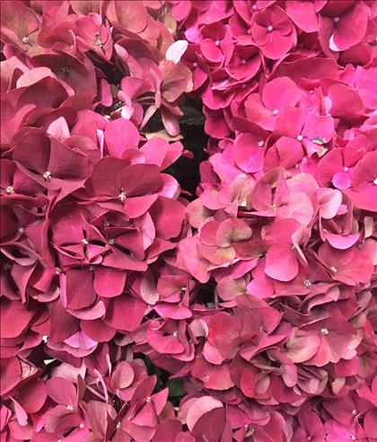 HYDRANGEA BIC. ROJO/VDE RODEO CLASSIC 60 IMP.     