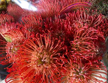 PROTEA NUTANS SUCCESION ROJA 50 IMP.              