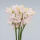 LATIRUS BLANCO IMPORTACION HOLANDA                