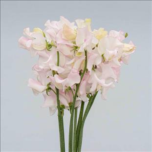 LATIRUS BLANCO IMPORTACION HOLANDA                