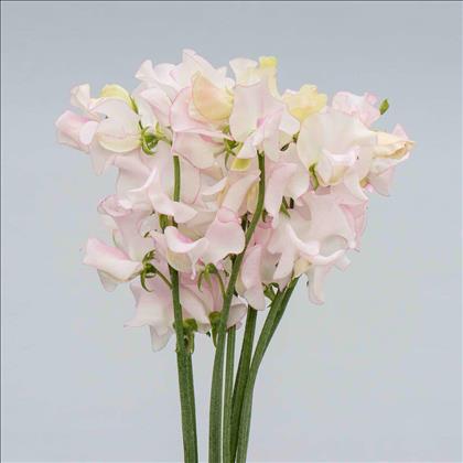 LATIRUS BLANCO IMPORTACION HOLANDA                