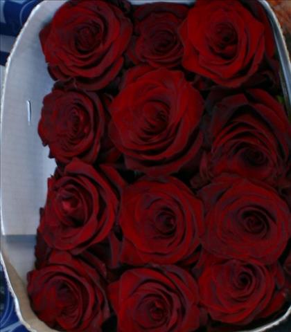 ROSES ECUADOR 40 ROJA EXPLORER                    