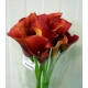 CALA CAPTAIN ODEON NARANJA 50/60 IMP.             
