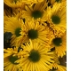 CRISANTEMO AMARILLO KORONA                        
