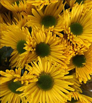 CRISANTEMO AMARILLO KORONA                        
