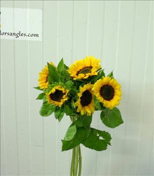 HELIANTHUS GIRASOL PEQUEÑO CULTIVO NAC.(MINI)     