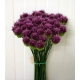 ALLIUM SPHAEROCEPHALON 80CM IMPORTACION HOLANDA   