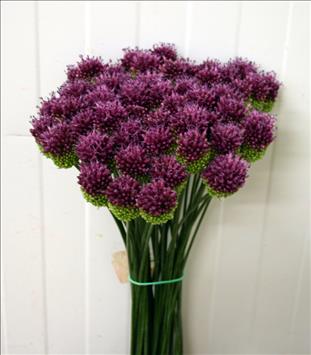 ALLIUM SPHAEROCEPHALON 80CM IMPORTACION HOLANDA   
