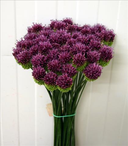 ALLIUM SPHAEROCEPHALON 80CM IMPORTACION HOLANDA   