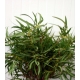 Verde EUCALIPTO PARVIFOLIA 400GR. IMP.            