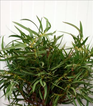 Verde EUCALIPTO PARVIFOLIA 400GR. IMP.            