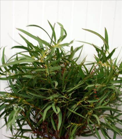 Verde EUCALIPTO PARVIFOLIA 400GR. IMP.            