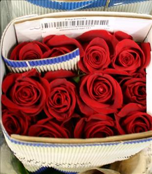 ROSES.COLOMBIA 70 ROJA FREEDOM CACTUS             