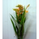 CROCOSMIA AMARILLA MCKENZIEG IMPORTACION HOLANDA  