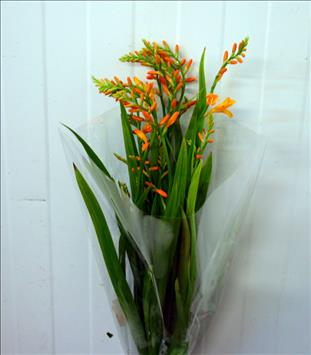 CROCOSMIA AMARILLA MCKENZIEG IMPORTACION HOLANDA  
