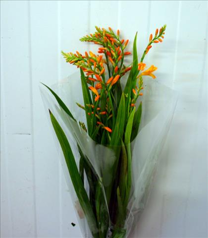 CROCOSMIA AMARILLA MCKENZIEG IMPORTACION HOLANDA  
