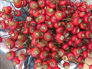 ROZENBOTTEL NARANJA 55CM SENSATIONAL FANTASY I    