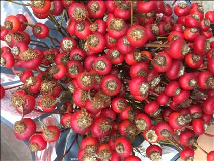 ROZENBOTTEL NARANJA 55CM SENSATIONAL FANTASY I    