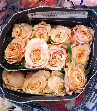 ROSES ECUADOR 40 SALMON SHIMMER                   