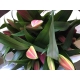 LILIUM ORIENTAL ROSA MALDANO IMP. 3/5FL.          