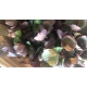 HELLEBORUS  ELLEN PINK ROSE MIXTOS VARIADOS 40    