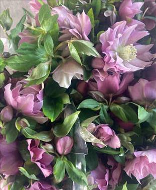 HELLEBORUS  ELLEN PINK ROSE MIXTOS VARIADOS 40    