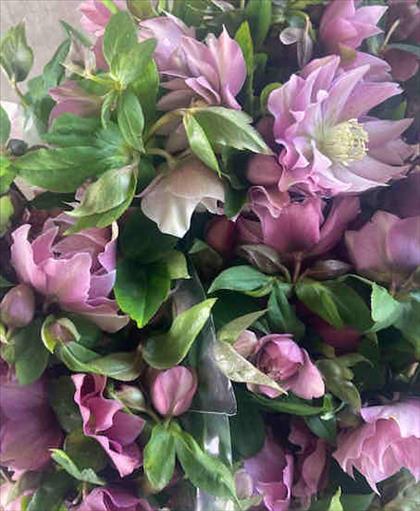 HELLEBORUS  ELLEN PINK ROSE MIXTOS VARIADOS 40    
