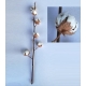 ALGODON / GOSSYPIUM EXTRA BARA 90/85 IMP.         