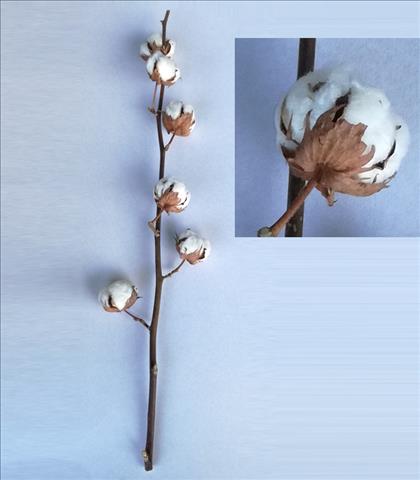ALGODON / GOSSYPIUM EXTRA BARA 90/85 IMP.         