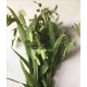 CHASMANTHE LATIFOLIUM 70 /80 VERDE.               