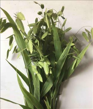 CHASMANTHE LATIFOLIUM 70 /80 VERDE.               