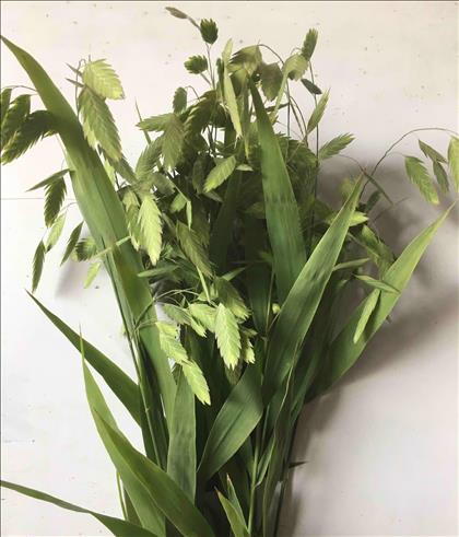 CHASMANTHE LATIFOLIUM 70 /80 VERDE.               