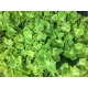 HYDRANGEA VERDE  CLAR WHITE VERENA CLASSIC 65     