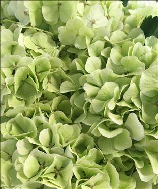 HYDRANGEA VERDE  CLAR WHITE VERENA CLASSIC 65     
