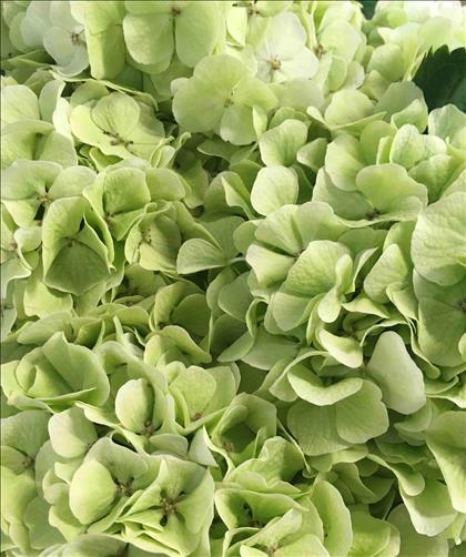 HYDRANGEA VERDE  CLAR WHITE VERENA CLASSIC 65     