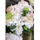 SCABIOSA ATRO CANDY SCOOP ROSA BLANQUECINA        