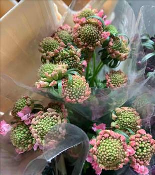 SCABIOSA ATRO CANDY SCOOP ROSA BLANQUECINA        