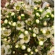 FLOR DE CERA ROSADA IVORY / ADI                   
