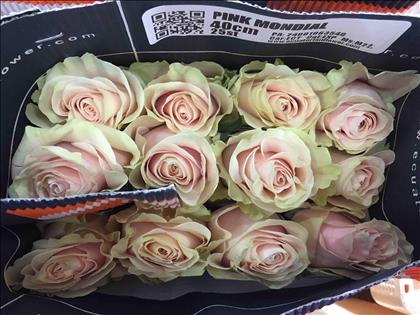 ROSES ECUADOR 40 ROSA CLARO PINK MONDIAL          